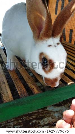 
Little cute rabbit eats leaves in a cage - Picture
