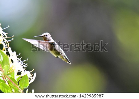 A closeup of Anna's hummingbird hovering near some flowers.
Burnaby lake BC Canada
