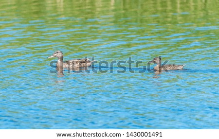 Mallard Duck and Ducklings Swimming on a Lake at a Wetlands