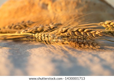 bread and wheat ears.
wheat field bread.