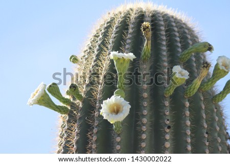 a saguaro cactus with white flowers 6891