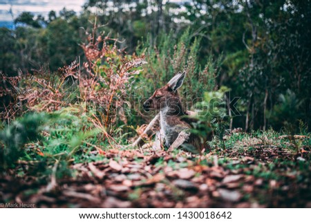 Kangaroo Hanging Out on an Autumn Day
