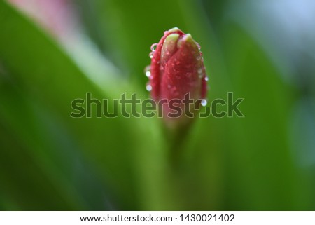 Close up top view of a red flower.Watter dew drop. Selective focus blur green background.