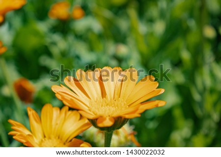yellow marigold flower on a background of green grass. close-up