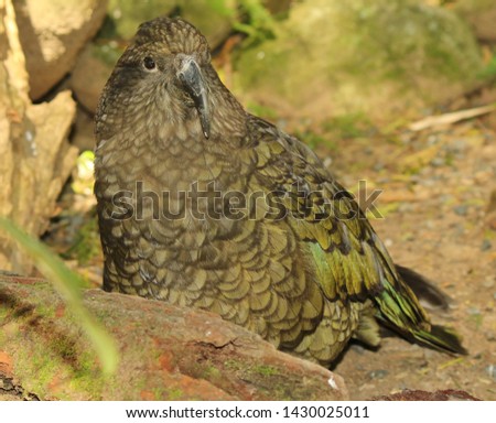 Kea Parrot Endemic to New Zealand