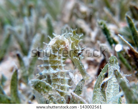 JayakarÃ?Â´s seahorse (Hippocampus jayakarai) - the green seahorse hiding in the seagrass in beautiful shallow lagoon in the Red sea
