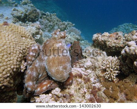 Couple of the Reef octopus es(Octopus cyaneus) sitting on the top of the coral reef