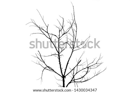 Black branches silhouettes isolated on white background useful for digital artwork design or making brushes.