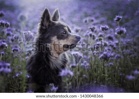 portrait dog in field between purple flowers in summer