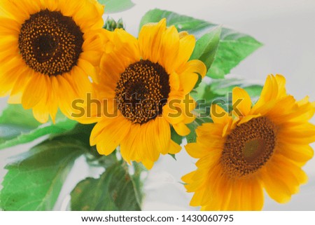 Diagonal of colors. Three yellow sunflowers are located on the same line close up
