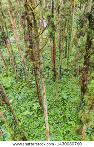 green & huge tree in tropical rain forest Taiwan