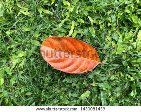 Brown leaves on the carpet grass