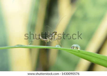 close up and macro photo of Asian green mantis on green sheets leave with water bubble