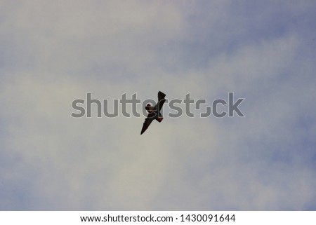 Airplanes performing an aerial acrobatics exhibition, Eagle patrol, San Javier Base, Murcia, Spain. Photo with space for advertising, blank space for your promotional text or advertising content, war