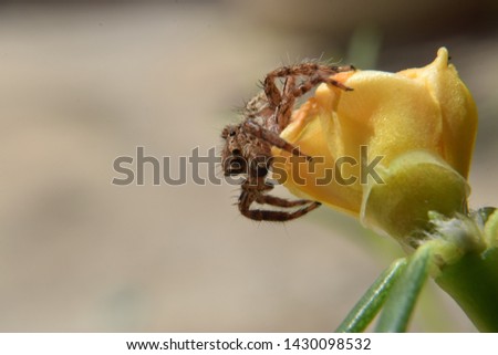 macro of crab spider on flowers and leaves