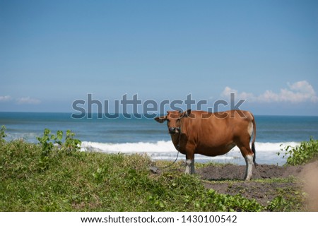 Cow grazing on the beach. Bali. Indonesia 