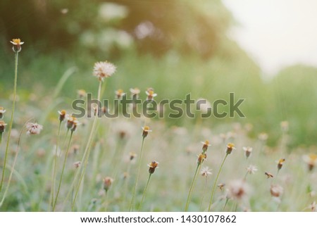 close up grass flower in garden, nature wallpaper background, world environment day, hello summer season concept