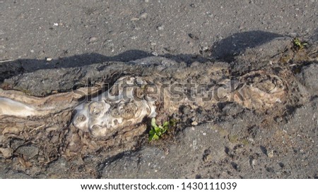 root of the tree grows and makes its way through the asphalt