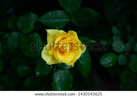 Yellow rose in the flowers garden close up background