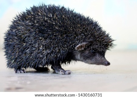 hedgehog is a spiny mammal one of the rare animal which is found only in wild , here is a rare and endangered black hedgehog ,    Royalty-Free Stock Photo #1430160731