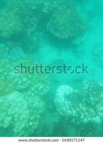 Under sea pictures with coral