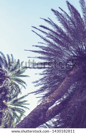 Vertical size of picture of branches of palm trees on the sky background. 
