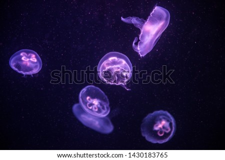 The colorful jellyfish in the aquarium