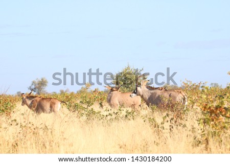 roan antelope in Kruger National Park