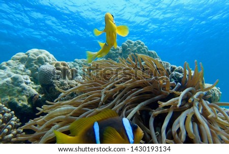 Clown fish swimming with family