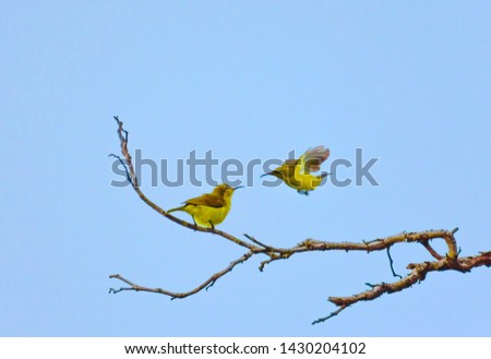 Birds photos on the branches