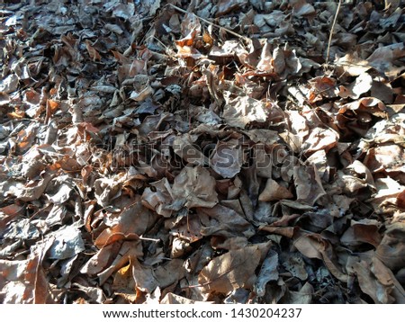 Dry leaves on the ground, autumn landscape, background picture