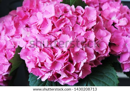 a pink hydrangea beautiful flowers