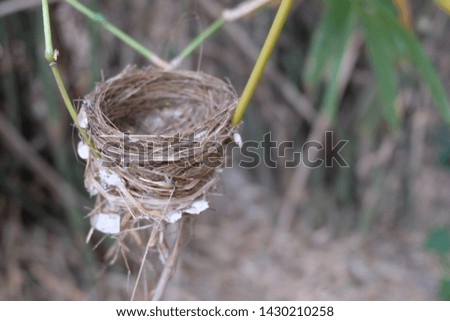 Bird's nest on a bamboo branch