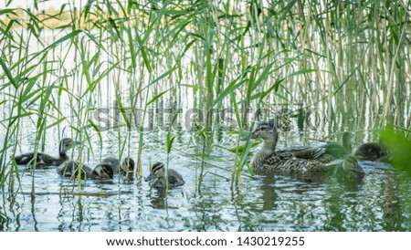 Mother duck with her ducklings. Family of ducks. Duck with chicks. Cute ducks swimming in a pond.