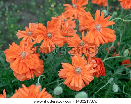 Beautiful flowers decorative poppies.. Flowers that are beautiful and created by nature