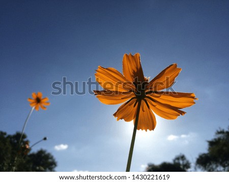 Very beautiful stunning yellow cosmos flowers that blooming in the summer with very clear blue sky as a background. Silhouette image.