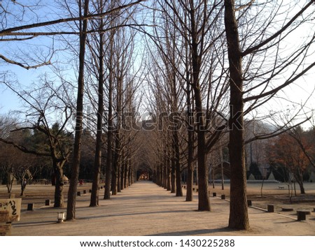 The atmosphere of the park on Nami Island, South Korea
