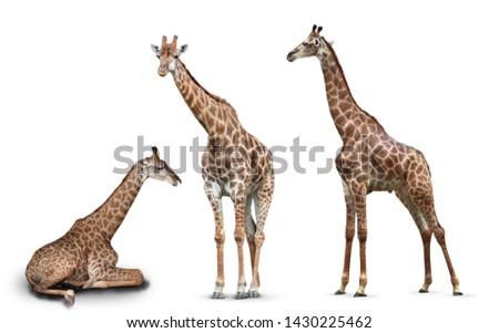 photo set giraffes isolated on white background