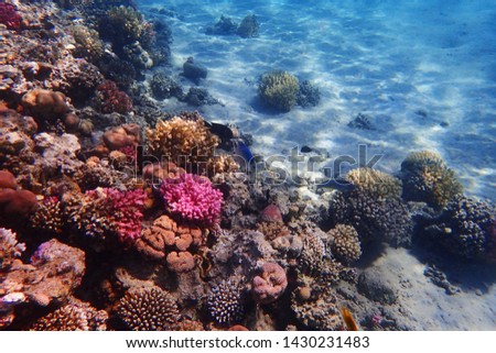 coral reef in egypt as nice natural ocean background