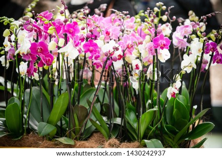 Orchid flower. Phalaenopsis orchid. beautiful flowers