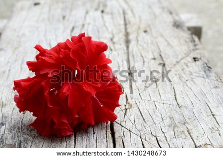 Red hibiscus flowers on old wooden panels