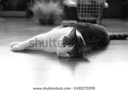 A picture show cat who lying on the floor.