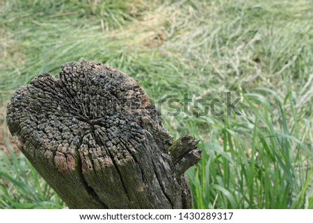 The picture shows a broken old tree and grass in the background.