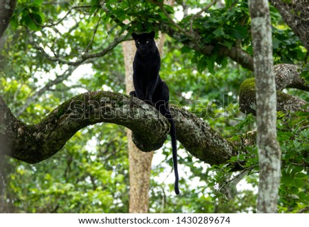 The black panther or black leopard ,A habitat click .The rare one to spot and the rare  animal get a good click.