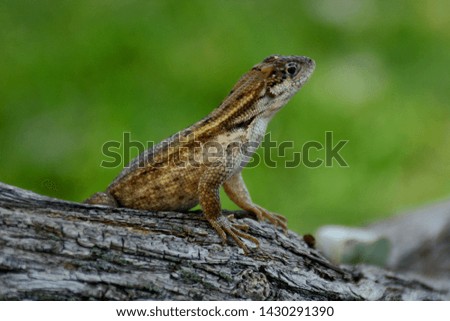 Lizard on the tree with a green background