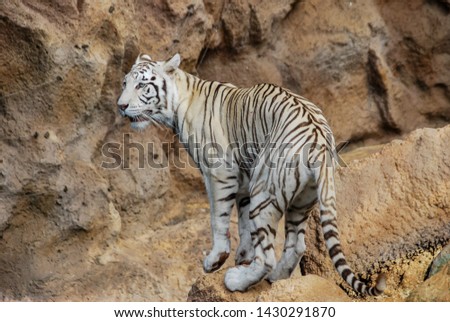 tiger in zoo, beautiful photo digital picture