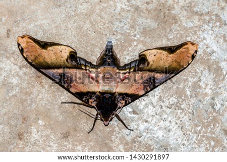 butterfly on black background, beautiful photo digital picture