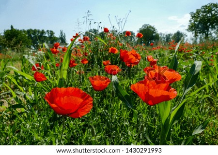 field of poppies, beautiful photo digital picture