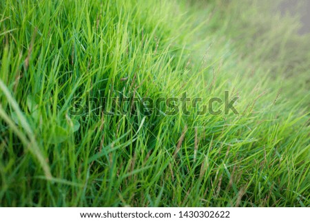 Close-up pictures of outdoor lawn