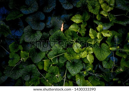 green leaf background images for background picture and wallpaper 